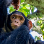 Kibale National Park: Africa’s Primate Capital.