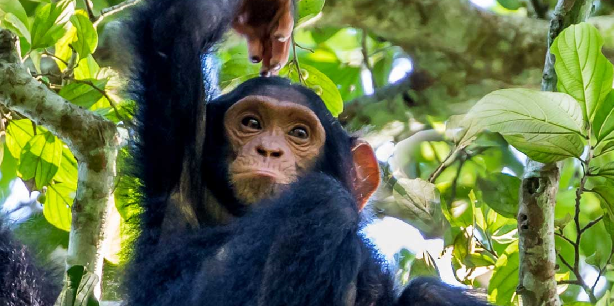 Kibale National Park: Africa’s Primate Capital.
