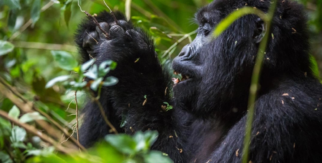 The Most Accessible Gorilla Groups in Bwindi Impenetrable National Park