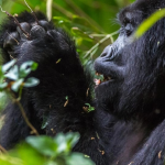 The Most Accessible Gorilla Groups in Bwindi Impenetrable National Park