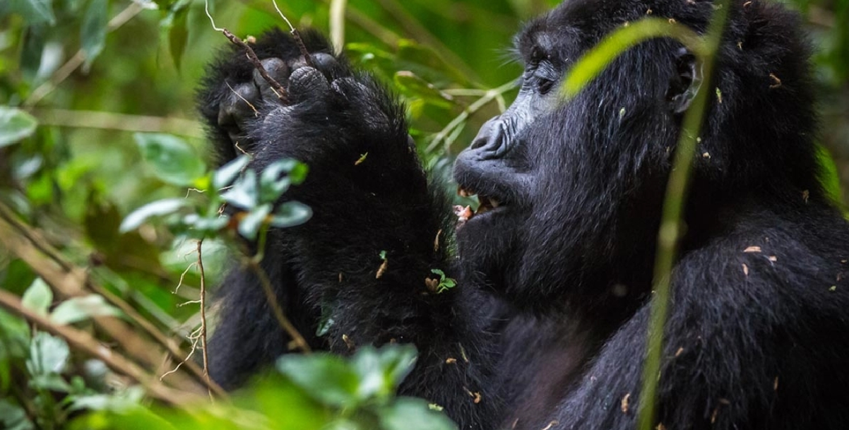 The Most Accessible Gorilla Groups in Bwindi Impenetrable National Park