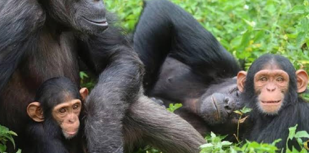 The importance of Gorilla and Chimpanzee Census in Uganda