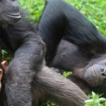The importance of Gorilla and Chimpanzee Census in Uganda