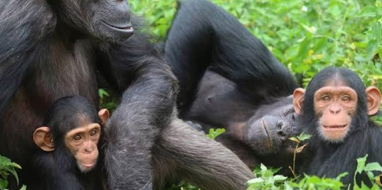 The importance of Gorilla and Chimpanzee Census in Uganda