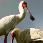 Fascinating  Facts about the African Spoonbill