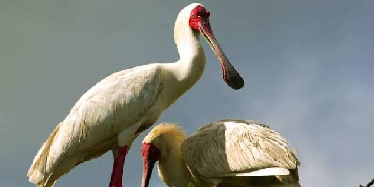 Fascinating  Facts about the African Spoonbill